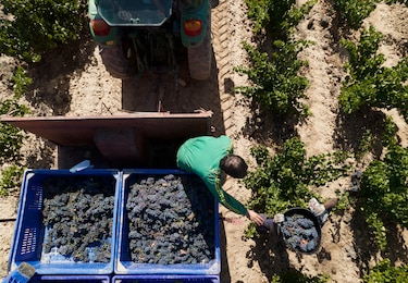 Producción de vino desafía al clima