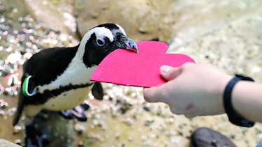 Pingüinos celebran el Día de San Valentín