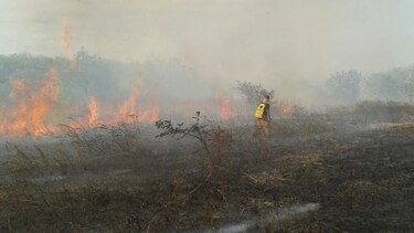 Incendios forestales han acabado con 750 hectáreas de masa vegetal en Herrera