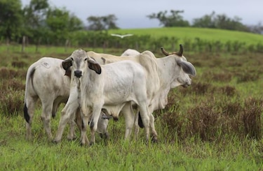 Mida pedirá que Gabinete declare estado de emergencia por fenómeno de El Niño