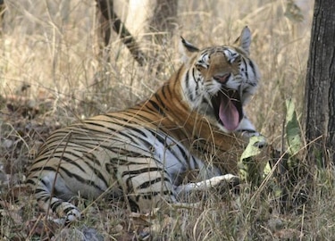 Voluntarios desmontan trampas para proteger tigres en peligro de extinción
