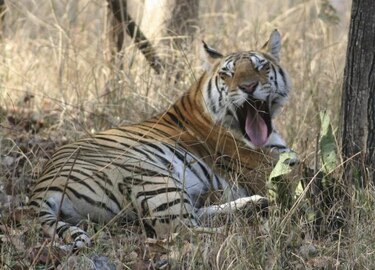 Voluntarios desmontan trampas para proteger tigres en peligro de extinción