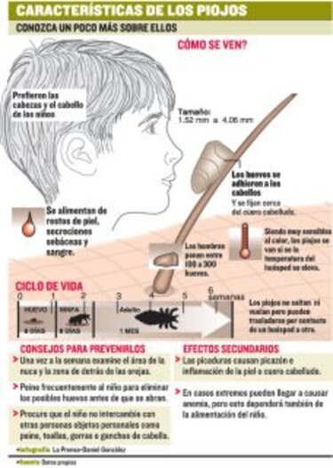 Regreso a clases 2026 en Panamá: señales de alerta y tratamiento contra los piojos