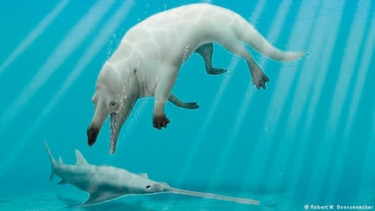 Descubren fósil de nueva especie de ballena anfibia