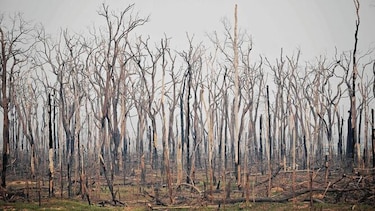La lista más ‘roja’ de especies amenazadas