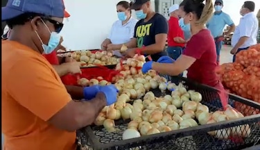 Gobierno comprará 6 mil quintales de cebolla a productores de Coclé