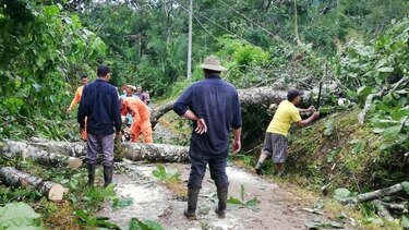 Varios árboles caídos dejan fuertes vientos y lluvias en Herrera