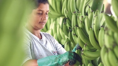 Exportaciones panameñas alcanzan los $672.3 millones