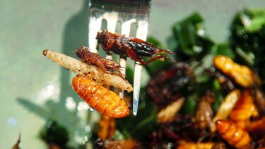 Los insectos se vuelven ‘gourmet’