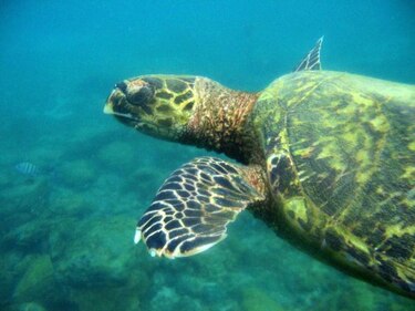 Grupo armado saquea nidos de tortuga baula en el Caribe de Costa Rica