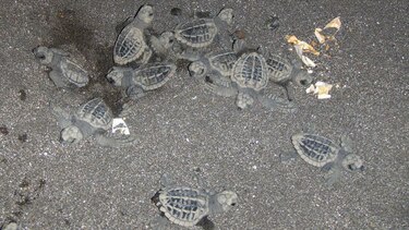 Más de 20 mil huevos de tortuga no logran eclosionar en costa de Tonosí