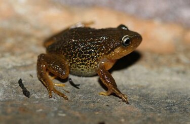Rana de cejas amarillas, nueva especie hallada en Colombia