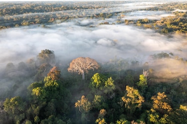 La mitad de la Amazonía puede desaparecer en 2050 y alterar el clima de toda la Tierra