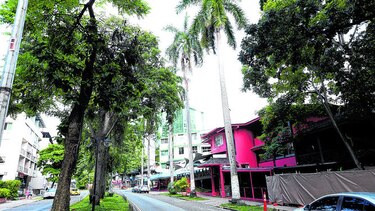 Denuncian la tala de palmas reales