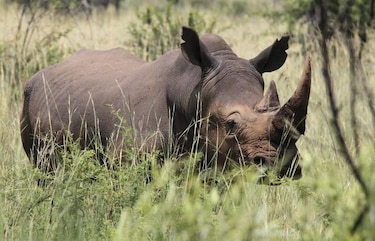 Sudáfrica planea evacuar del Kruger parte de la población de rinocerontes