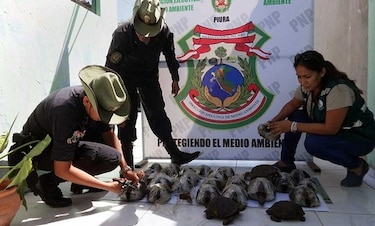 Ecuador repatriará 29 tortugas de Galápagos rescatadas en Perú