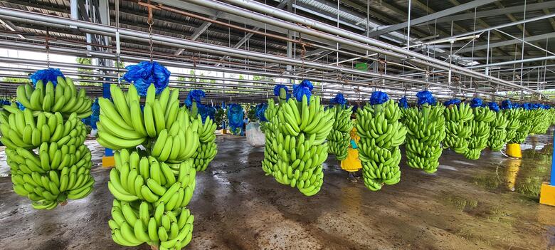 Empleo: Chiquita anuncia feria para reclutar personal en Bocas del Toro
