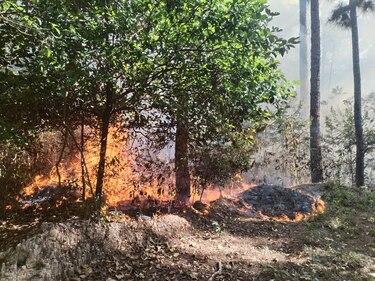 Incendio consume la reserva forestal La Yeguada: fiscalía abre investigación