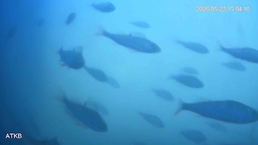 El ‘timbre’ para abrir compuertas a los peces en Países Bajos que engancha al mundo
