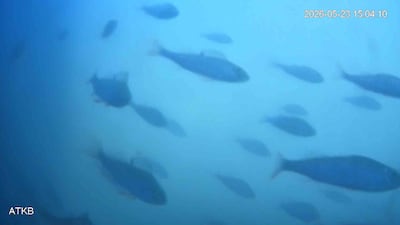 El ‘timbre’ para abrir compuertas a los peces en Países Bajos que engancha al mundo