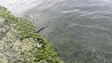 Algas invaden costas de Colón