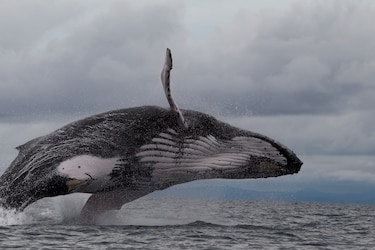 Ballenas y delfines, los gigantes del océano que aún luchan por sobrevivir