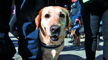 Adopción de perros policías jubilados