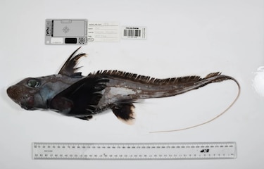 El tiburón fantasma, la esponja carnívora y otras especies marinas descubiertas en solo un año