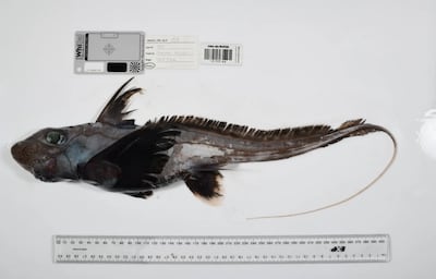 El tiburón fantasma, la esponja carnívora y otras especies marinas descubiertas en solo un año