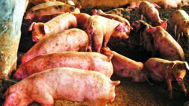 Destinarán $1.5 millones para compra de cerdo