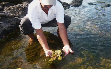 Detectan alta presencia de algas en cuenca media del río La Villa