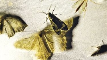 Mariposas de la noche