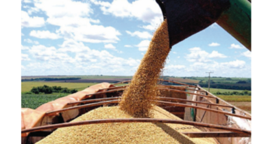 Productores de soya brasileños detienen ventas