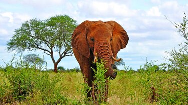 Matan a elefante grande en Zimbabue