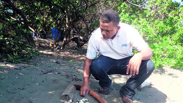 Anidación inusual de tortugas en playa El Retén