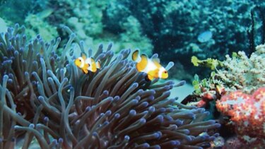 Tecnología y peces con el STRI