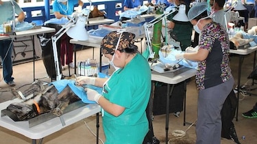Este sábado esterilizarán a perros y gatos en Boca La Caja