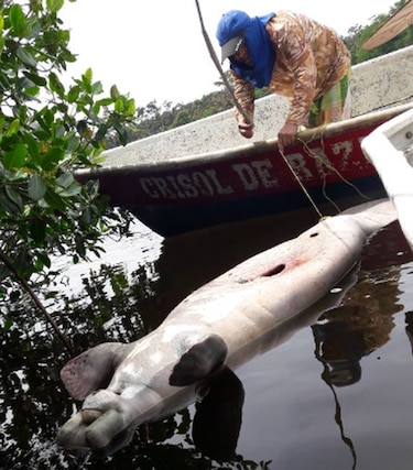 Muerte de manatíes en humedal Ramsar