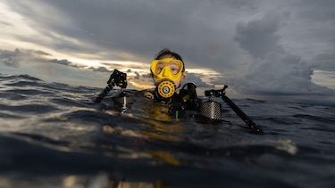 Las impresionantes imágenes de criaturas marinas que logra la buceadora que entra al mar de noche