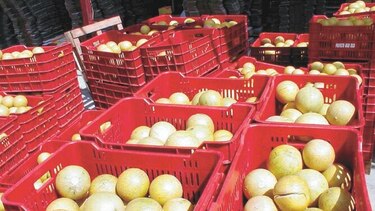 Valor de las exportaciones cae 7.6% al cierre del primer trimestre