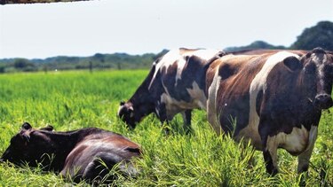 Estrella Azul recorta compra de leche