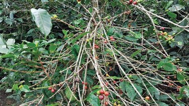Costa Rica enfrenta nuevo brote de la roya del café