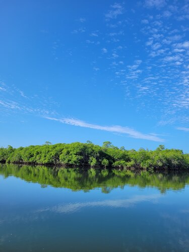 Recuperar un manglar, el reto de devolverle la vida a un ecosistema