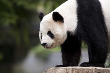Bao Bao, la osa panda nacida en Estados Unidos, viajará a China