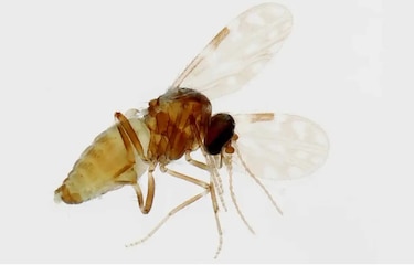 No hay vacuna ni cura: el virus de oropouche avanza en silencio por Darién y Panamá este