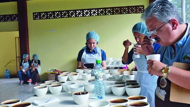 Escogerán mejores cafés para cata internacional