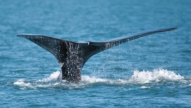 Las ballenas son prolíficas compositoras
