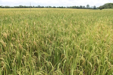 ¿Habrá suficiente arroz? Productores aseguran que sí, pese a El Niño