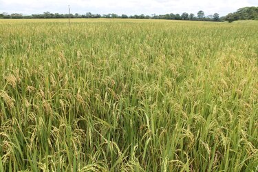 ¿Habrá suficiente arroz? Productores aseguran que sí, pese a El Niño