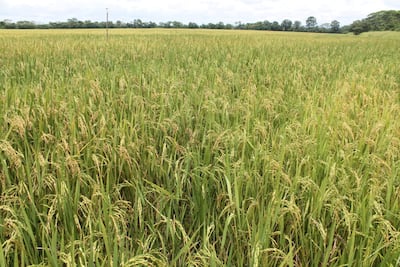 ¿Habrá suficiente arroz? Productores aseguran que sí, pese a El Niño